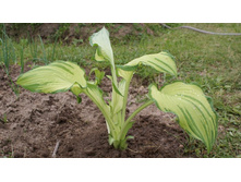 ����� \"������� ����������\" ?