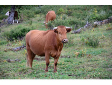 ������� ���������_1