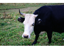 ������� ���������_2