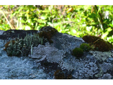 ������� ����������