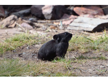  ������������ �������