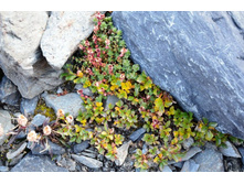 ������� �������� (Rhodiola algida). 
