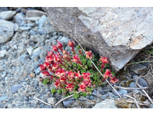 ������� �������� (Rhodiola algida)