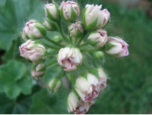 Millfield Rose  � ��������.JPG