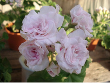 Milffield Rose.JPG