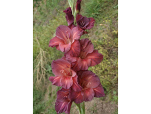 ����������� 565.jpg