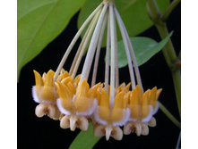 Hoya-lasiantha.jpg