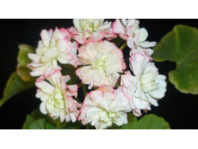 Apple Blossom Rosebud