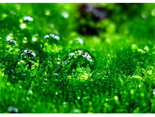 �������� �����