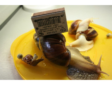 ���� ������� - ������ ������ 018.jpg