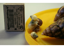 ���� ������� - ������ ������ 028.jpg