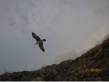 ������ 290.jpg