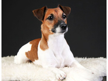 IMG_2965 - �����.JPG