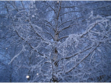 ����� ������