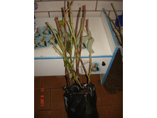 ����������� 287.jpg