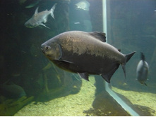 ����� P1090862.JPG