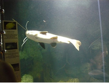 ����� P1090866.JPG