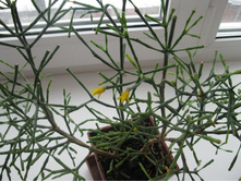 ������� ��������