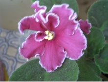 ��� ������