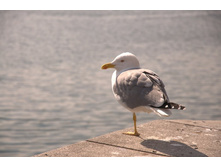 ��� ������?