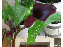 ��� ����� ����������