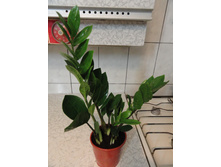 ������������- 250  - 400 ���.