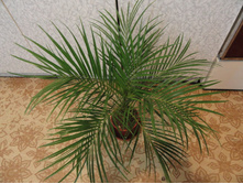 ������ ���������  ��������-  - 650 ���.