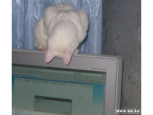 ����-���� ����� ��������???