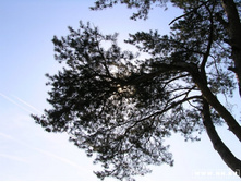 ����� ����