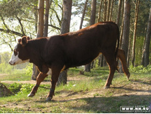 ������� � ������)