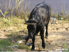 ������-����������