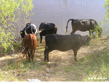 ����� �� �������