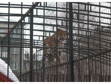 ����� IMG_9556.JPG