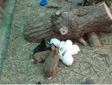 ����� IMG_9534.JPG