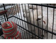 ����� IMG_9561.JPG