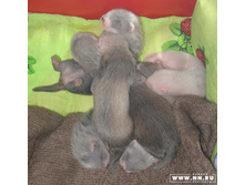 �������� ������ � ӣ����