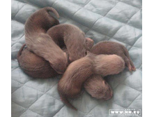 ����� ���������