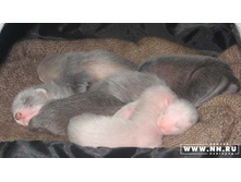 ��� ������