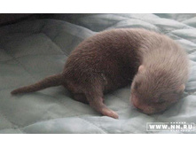 �������� ����