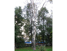 ��ң�� �������� ������������ � ���������� ���������� �����