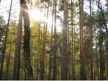 ������ ��������