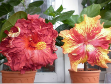 Helen Sanders - Papa Paprika