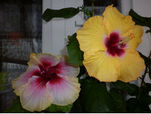 Daisy Mae - Elegant Lady