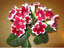 ��������� ������ ������� (������������ ��������)