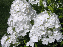 ���� �������            White Admiral 30,5�..jpg