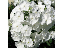 ��������         REMBRANDT 30,5�..jpg