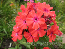 ��� ������ ������       Sir Macolm Cambell 37,5�..jpg