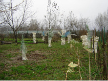 2012_11_04_007.jpg