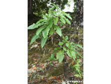 ��������� �� ������� - ��� ������:)