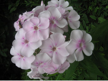 ����� ��������